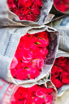 Bouquet of roses Stock Photos