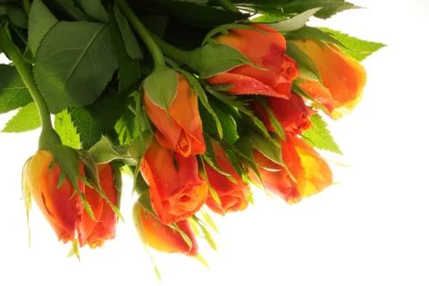 Bouquet of roses Stock Photos