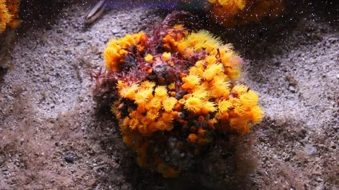 Bouquet of sea Stock Footage 108903002
