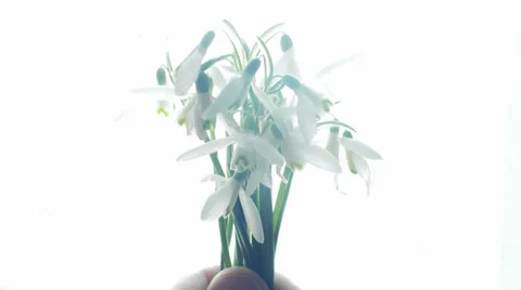 Bouquet of snowdrops in the human hand Stock Footage 36038688