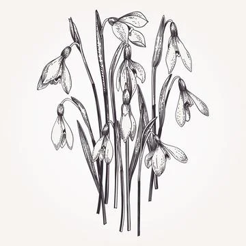 Bouquet of snowdrops. Illustrazione stock