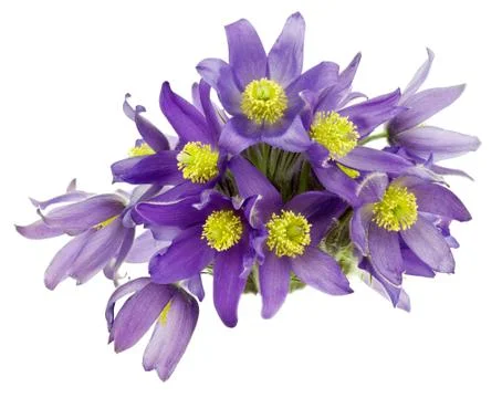 Bouquet from snowdrops Stock-Fotos