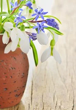 Bouquet of snowdrops Stock Photos