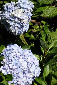 Bouquet of soft blue hydrangea Stock Photos