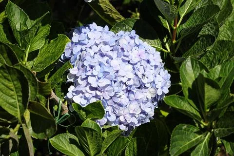 Bouquet of soft blue hydrangea Stock Photos