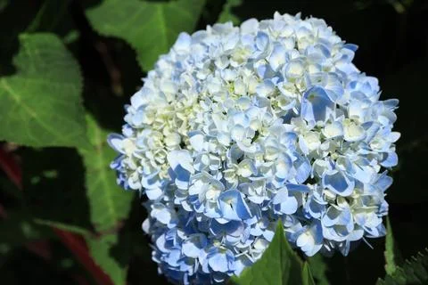 Bouquet of soft blue hydrangea,(Hydrangea macrophylla) or Hortensia flower Stock Photos