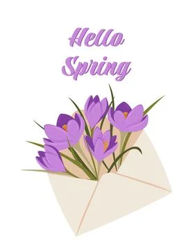 A bouquet of spring crocuses in an envelope. Hello, Spring! Stock Illustration