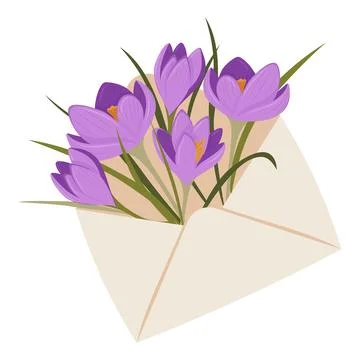 A bouquet of spring crocuses inside an envelope. A trendy design for congra.. Stock Illustration