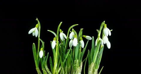 A bouquet of spring galanthus on a black background, spring snowdrops, time Stock Footage 132358459