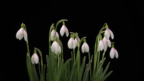 A bouquet of spring galanthus on a black background, spring snowdrops, time Stock Footage 148043300