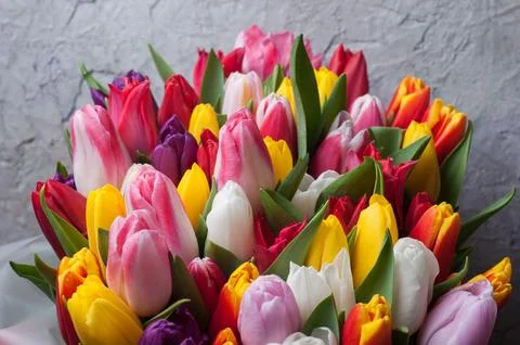 A bouquet of spring tulips with multi-colored flowers on a gray wall backgrou Stock Photos
