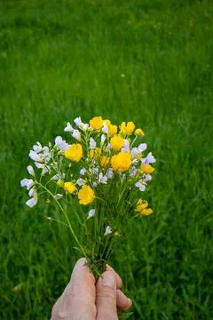 Bouquet of spring white and yellow wildflowers held by male hand. Close up sh Fotos de archivo