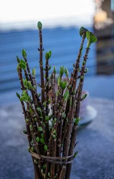 Bouquet of sprouts Stock Photos