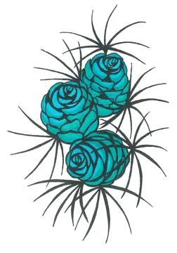 Bouquet of stylized rounded cones like a blue roses among fluffy black needles Stock Photos