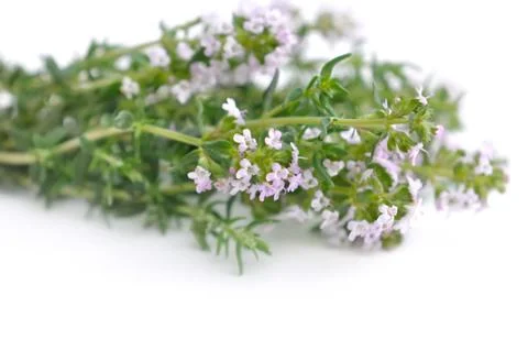 Bouquet of thyme Foto stock