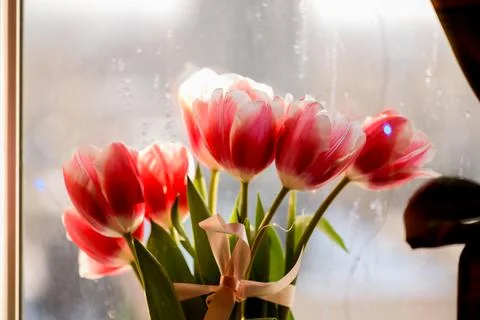 Bouquet of tulips on the background of the window. Spring flowers. Macro phot Foto stock