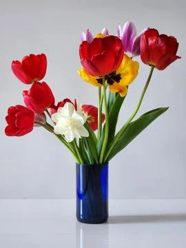Bouquet of tulips in a blue vase. Vase with tulips Stock Photos