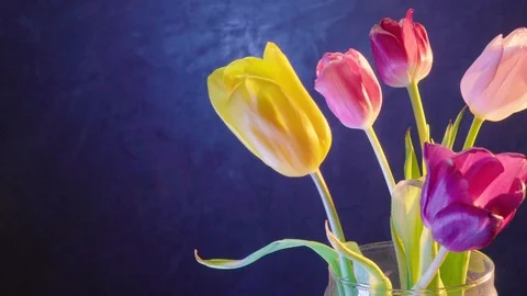 Bouquet of tulips on a dark background Video stock 126067232