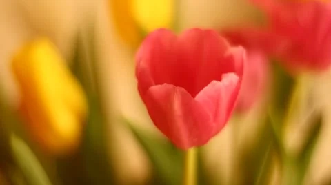 Bouquet of tulips Video stock 47694699