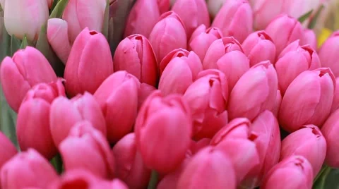 Bouquet of tulips Stock Footage 54353252
