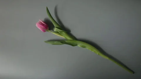 Bouquet of Tulips Stock Footage 73255537