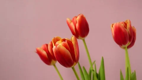 A bouquet of tulips Stock Footage 334562183
