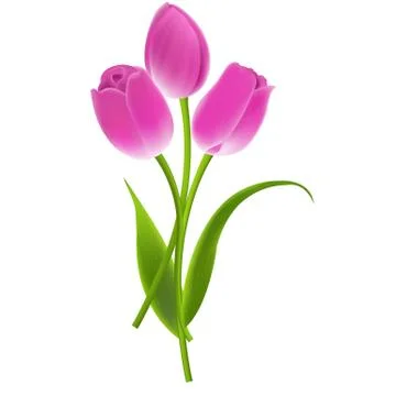 Bouquet of tulips Stock Illustration