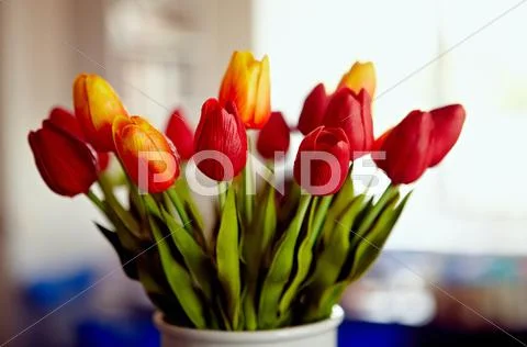 Bouquet of tulips Stock Photos