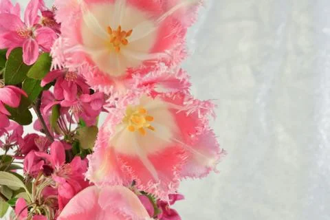 Bouquet of tulips Stock Photos