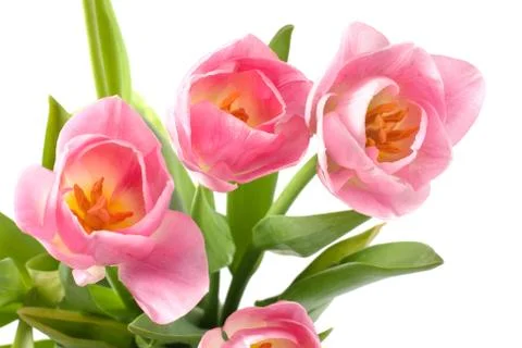Bouquet of tulips. Stock Photos
