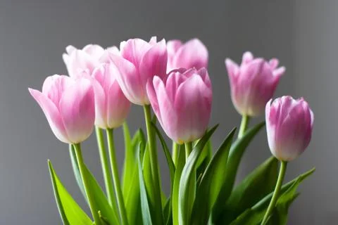 Bouquet of tulips Stock Photos