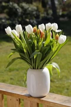 Bouquet of tulips Stock Photos