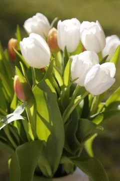 Bouquet of tulips Stock Photos