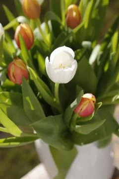 Bouquet of tulips Stock Photos