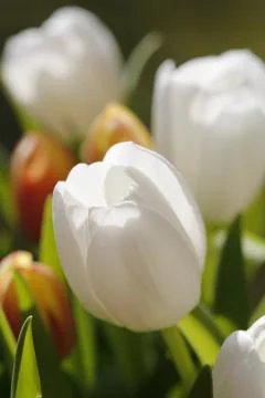 Bouquet of tulips Stock Photos