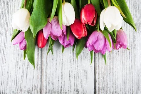 Bouquet of tulips Stock Photos