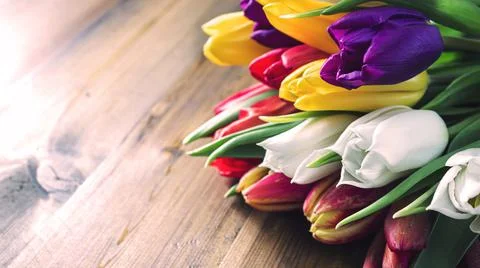 Bouquet of tulips Stock Photos