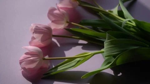 A bouquet of tulips on the pink surface on the occasion of the eighth of March Stock Footage 104361053