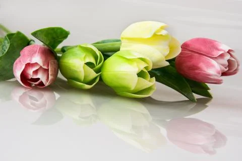 Bouquet of tulips with reflection Stock Photos