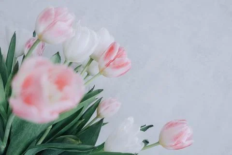 Bouquet of tulips. Selective focus Photos