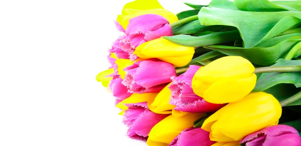 Bouquet of tulips on a white background Photos