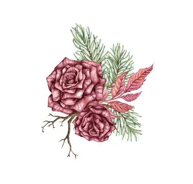 Bouquet two roses pine dry branch watercolor Stock Illustration