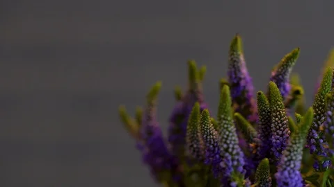 Bouquet of veronica, slider view Vidéo 107151857
