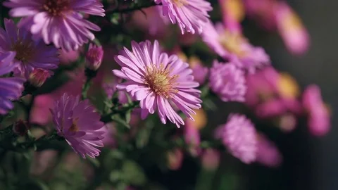 Bouquet of Violet Flowers Video stock 82341209