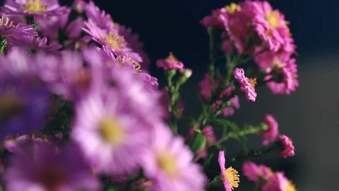 Bouquet of Violet Flowers Video stock 82341253