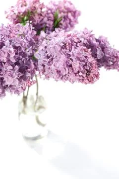Bouquet of violet lilac Stock Photos