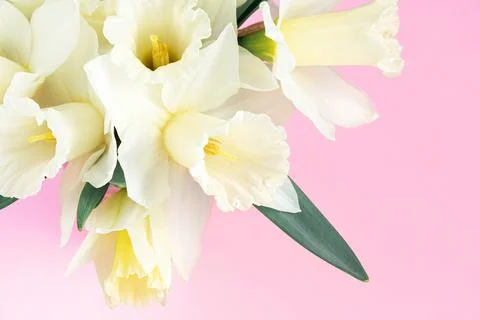 Bouquet of white daffodils on pink background. Minimalistic spring flowers Stock Photos