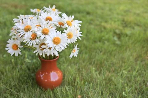 A bouquet of white daisies in a ceramic vase on the green grass. Spring and.. Stock Photos