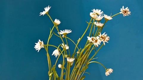 Bouquet of white daisies 스톡 동영상 76916516