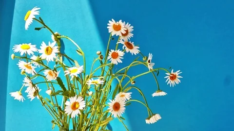 Bouquet of white daisies Видео 79505111